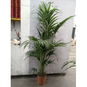 Howea forsteriana