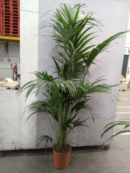 <h4>Howea forsteriana</h4>
