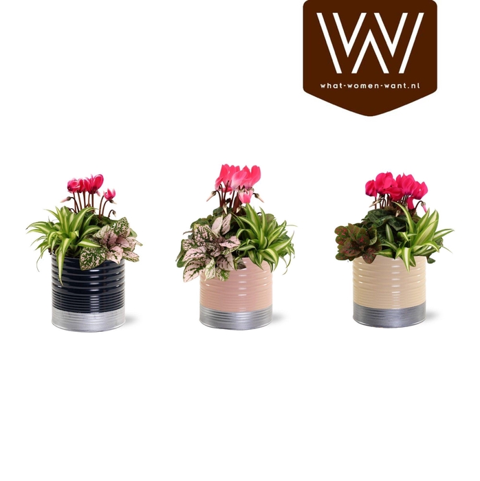 <h4>Collectie "Bubbles & wine" - Arrangement in Zink Nola</h4>