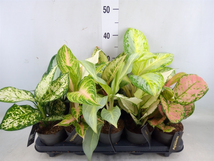 <h4>Aglaonema   ...</h4>