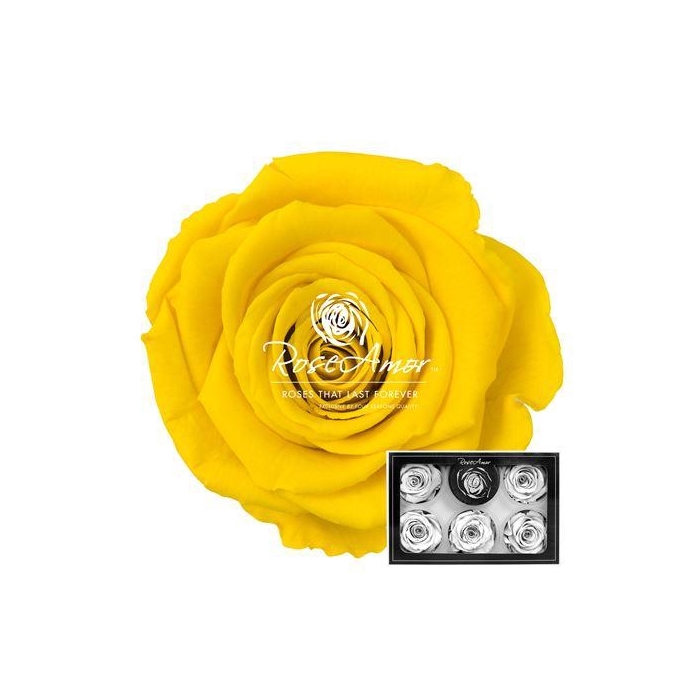 <h4>Xl Yel02</h4>
