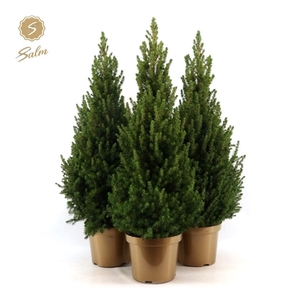 Picea gl. 'December'® P26 80/90 in Pot Gold