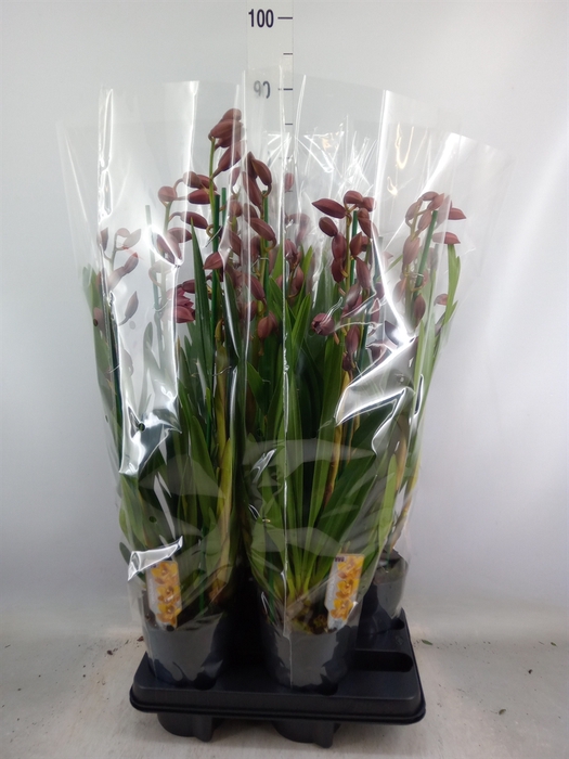 <h4>Cymbidium   ...</h4>