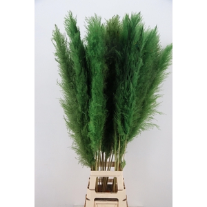 DF Pampas 130cm Apple Green