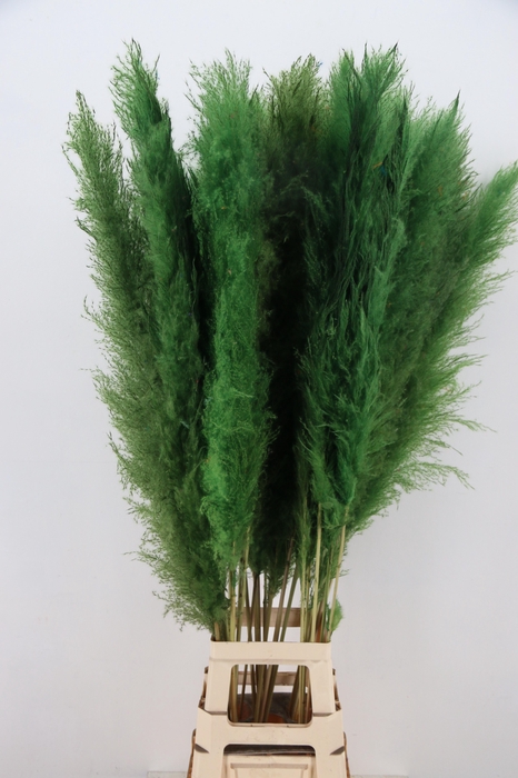 <h4>DF Pampas 130cm Apple Green</h4>