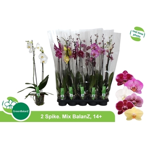 PHAL GEM