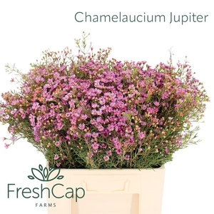 Chamelaucium Jupiter
