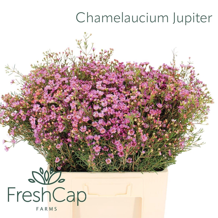 <h4>Chamelaucium Jupiter</h4>