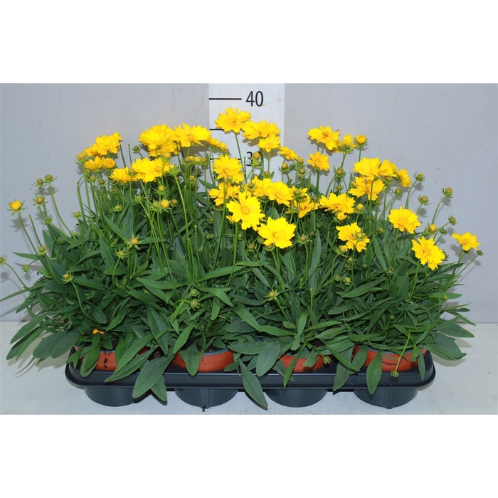 <h4>Coreopsis Presto</h4>