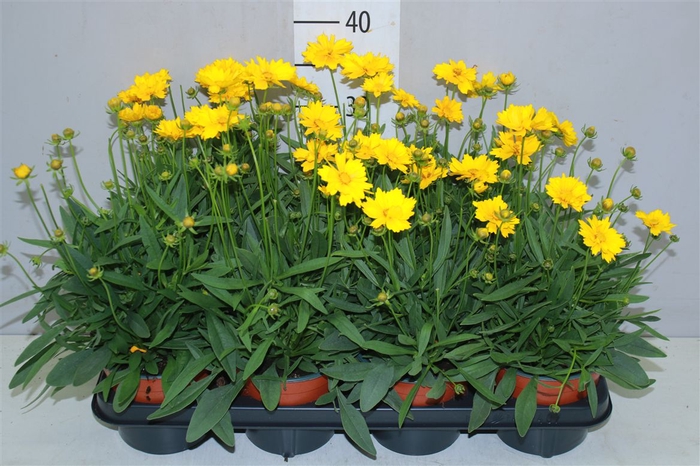 Coreopsis Presto
