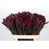 Leucadendron Saf Sunset Dark R.