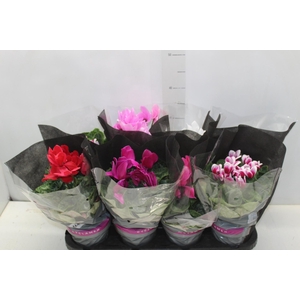 CYCLAMEN P14
