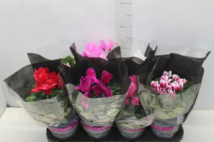 <h4>CYCLAMEN P14</h4>