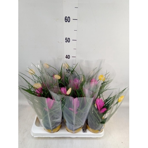 Tillandsia cyanea 'Josee'