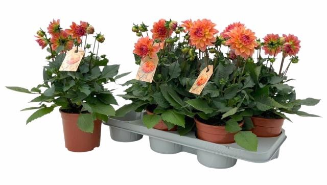 <h4>DAHL GARDEN PEACH</h4>