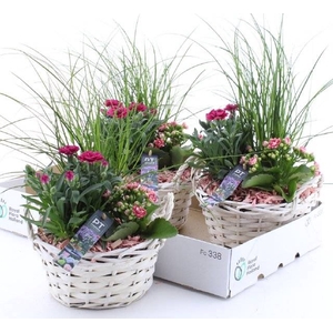 ARR TUINPLANTEN
