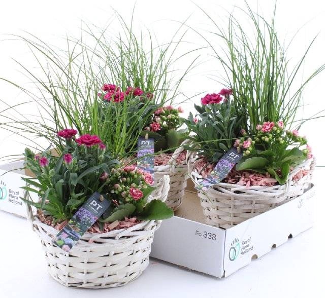 <h4>ARR TUINPLANTEN</h4>