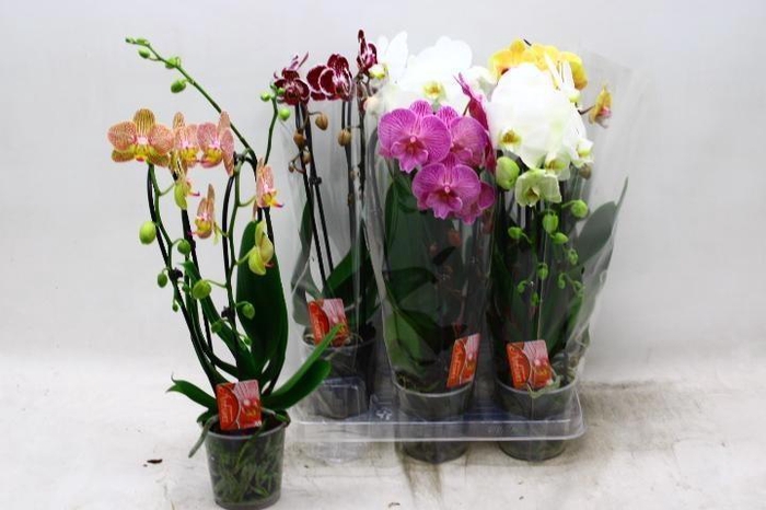 <h4>PHAL EL CASCADE</h4>