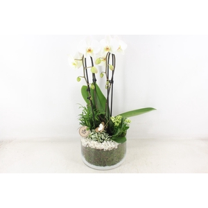 arr2 PL - Glas cilinder phal. wit