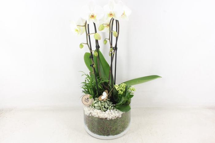 <h4>arr2 PL - Glas cilinder phal. wit</h4>