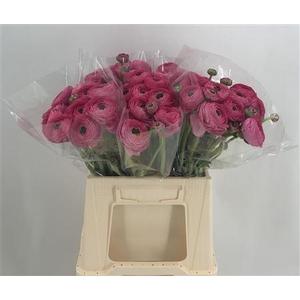 Ran Suc 1st Ciclamino