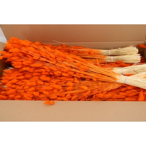 DF Lagurus Bs 100g/70cm Orange