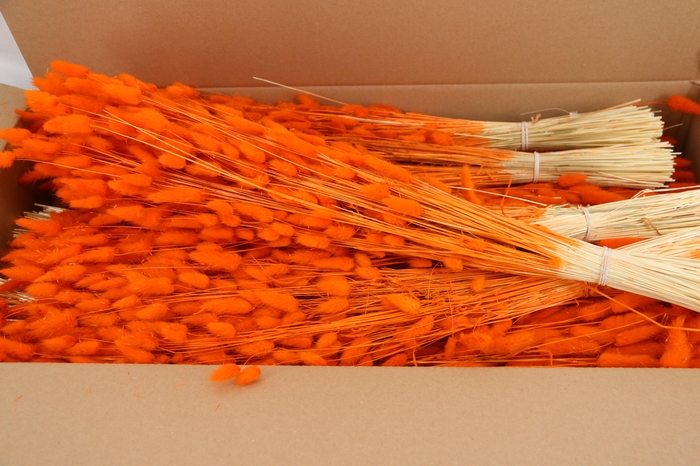 <h4>DF Lagurus Bs 100g/70cm Orange</h4>