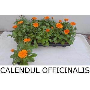 CALENDUL OFFICINALIS