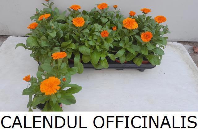 <h4>CALENDUL OFFICINALIS</h4>