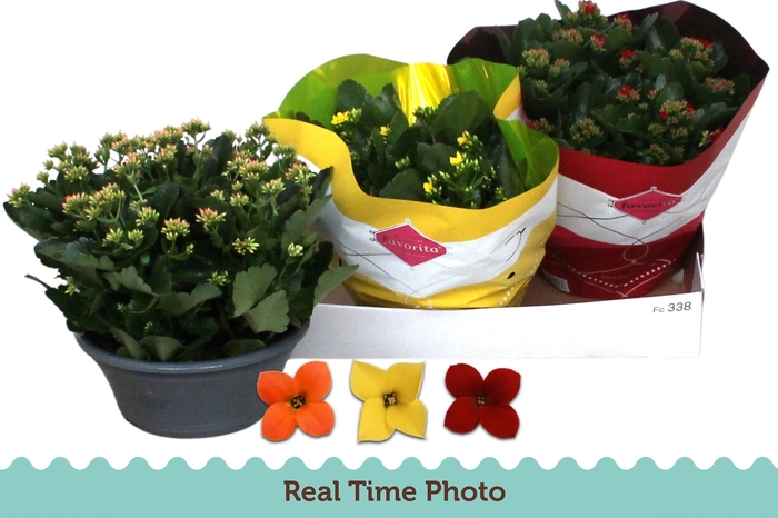 <h4>KAL EN GEM 3 KL</h4>