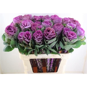 Brassica condor red