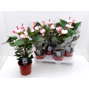 ANTHU AN PR AM ELEGA