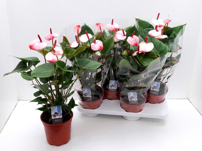 <h4>ANTHU AN PR AM ELEGA</h4>