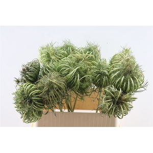 Dille Zaaddoos Naturel Super 80cm P Stem
