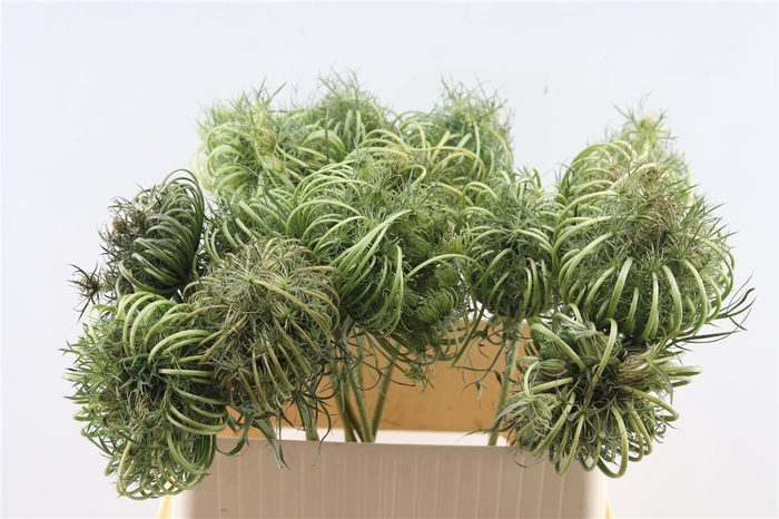 <h4>Dille Zaaddoos Naturel Super 80cm P Stem</h4>