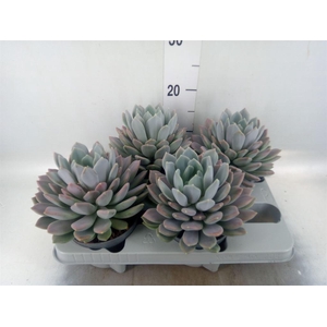 Pachyphytum  'Draco'