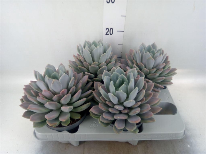 <h4>Pachyphytum  'Draco'</h4>