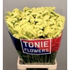 Limonium sinuatum 'Yellow Sun Bird'