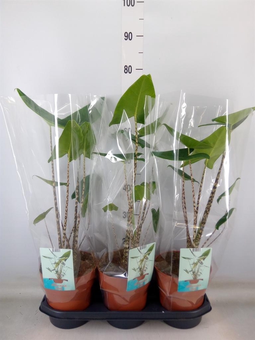 <h4>Alocasia zebrina</h4>