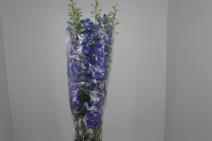 <h4>DELPHINIUM 090 CM AZUL</h4>