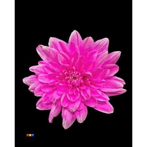 Chr T Baltica Cerise + Satin