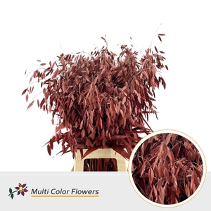Chasmanthium Metallic Rood