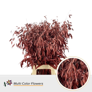 Chasmanthium Metallic Rood