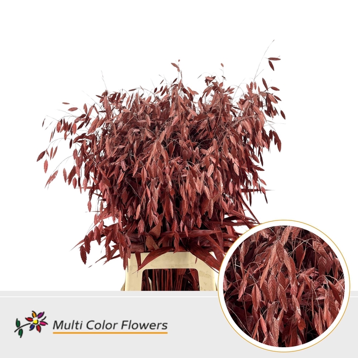 <h4>Chasmanthium Metallic Rood</h4>