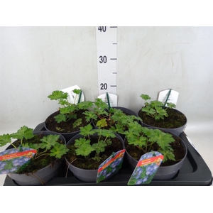 Geranium  'Rozanne'