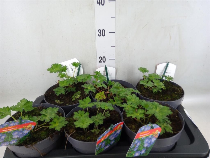 <h4>Geranium  'Rozanne'</h4>