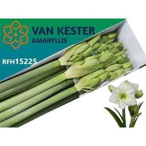 Hipp Ga Wh Sensation