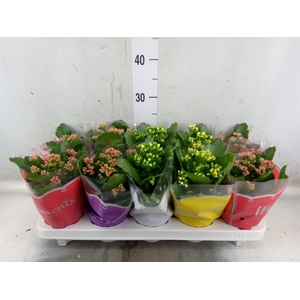 Kalanchoe blos.   ..rosebud mix  4