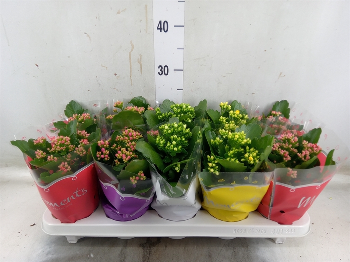 <h4>Kalanchoe blos.   ..rosebud mix  4</h4>
