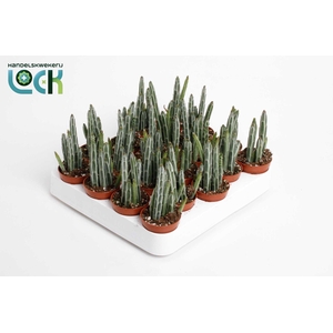 Stapelia Stapeliiformis